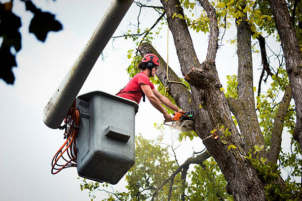 Lakeshire, MO Tree Removal and Landscaping Services Company